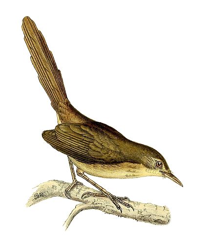 Malagasy brush warbler